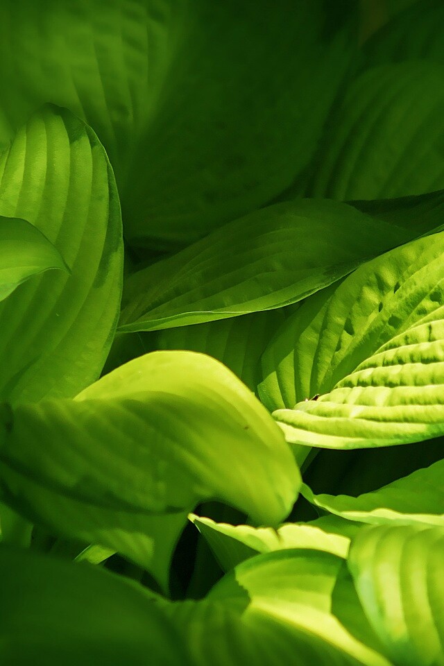 Хитросплетение зеленых листьев обои