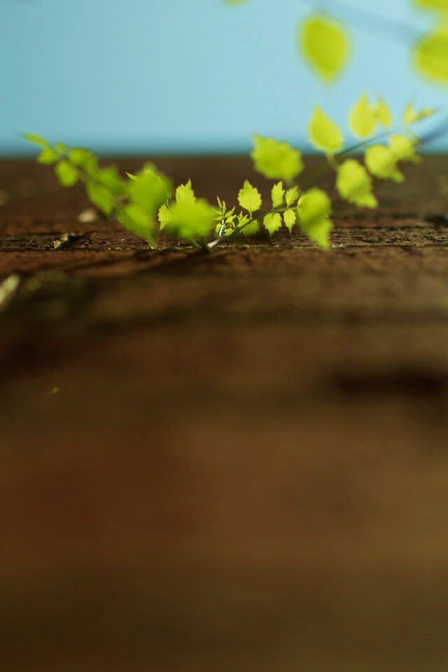 Зеленые ростки в стене обои