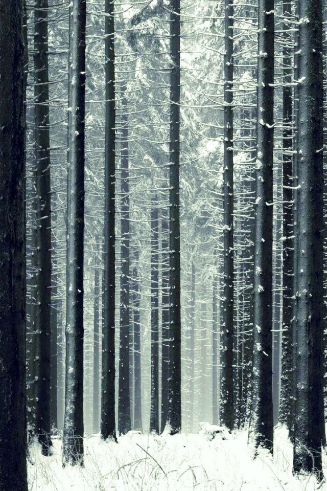 Зимний лес как штрихкод обои