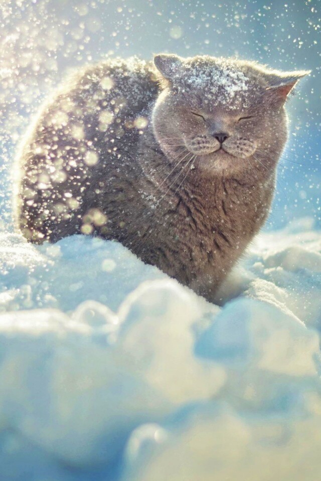 Британце в снегу обои