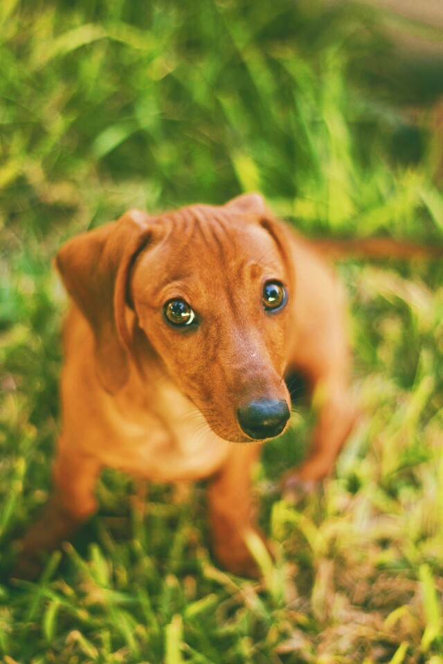 Маленькая милая такса обои