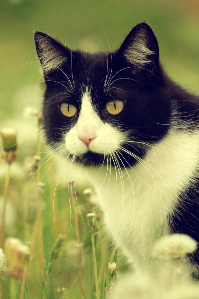 Кот в одуванчиках обои