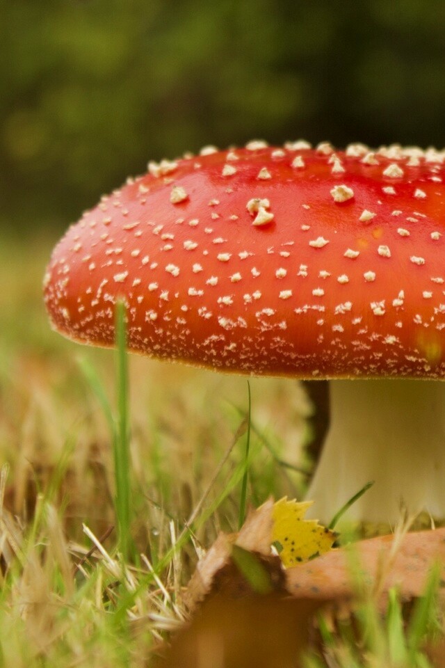 Мухомор обои