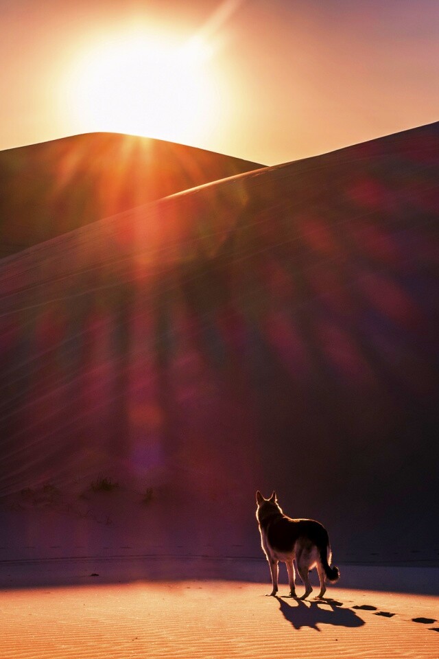 Одинокий волк обои