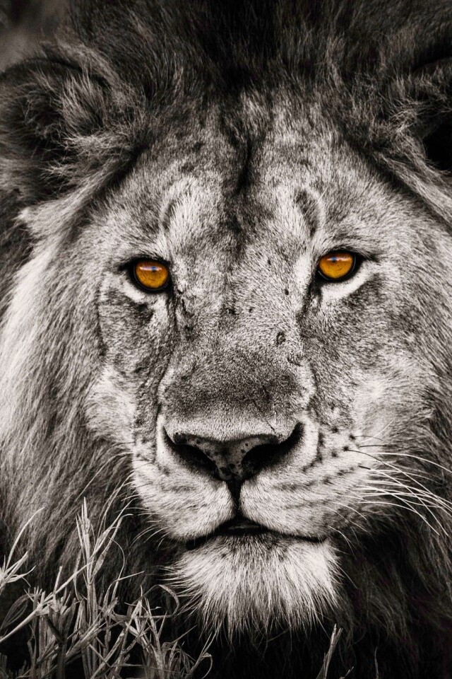 Гордый лев с горящими глазами обои