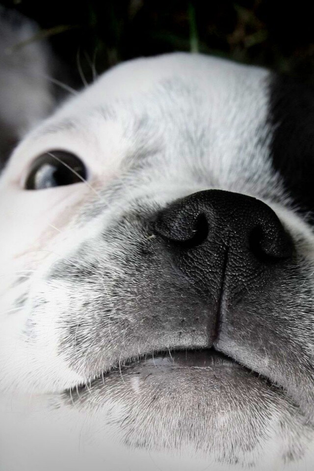 Бостонский терьер обои