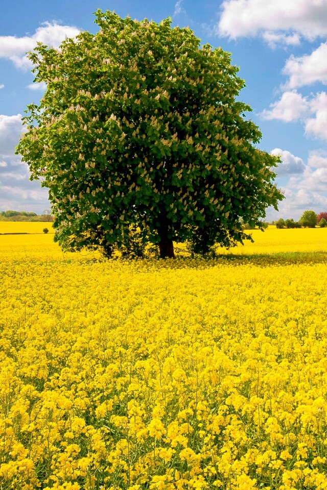 Каштан на цветочном поле обои