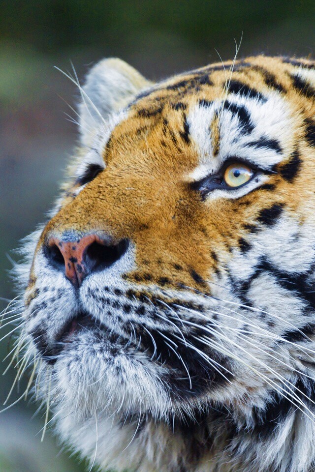 Амурский тигр обои