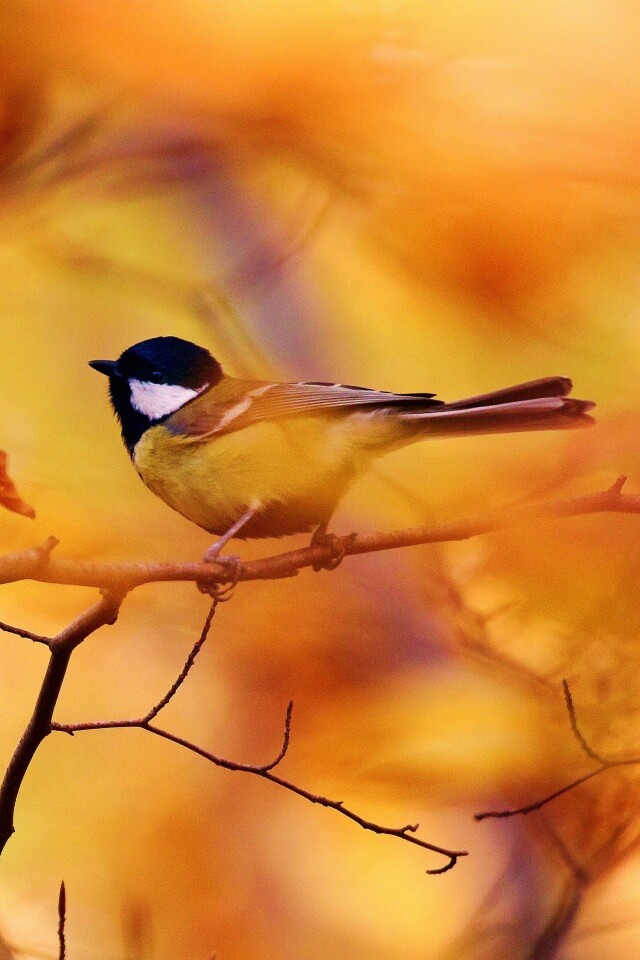 Синичка в желтой листве обои