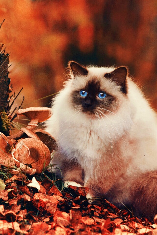 Пушистый кот среди пожелтевшей листвы обои