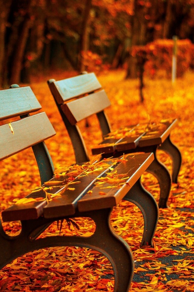 Лавочки в осеннем парке обои