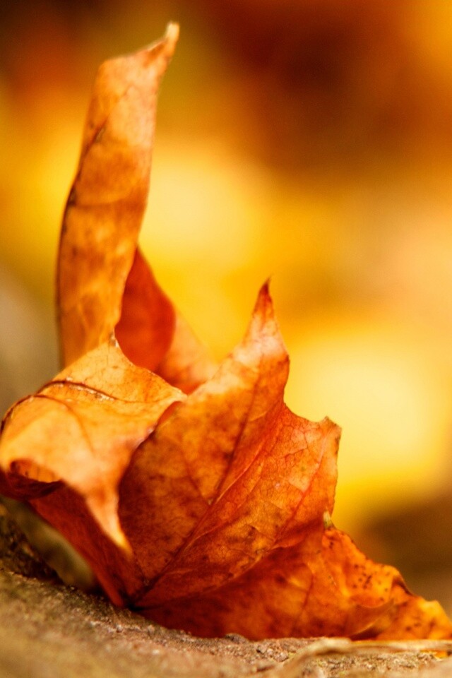 Пламенеющий осенний лист обои