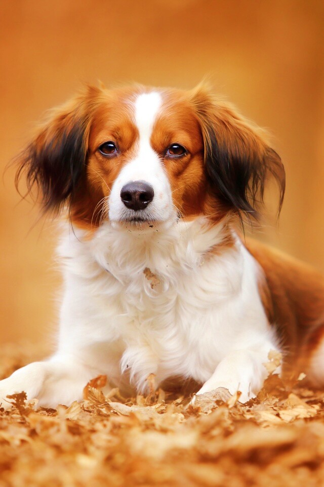 Собака на ковре из осенних листьев обои