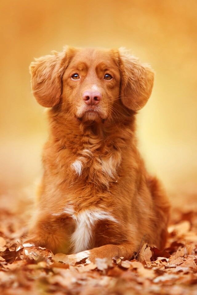 Осенний пес обои