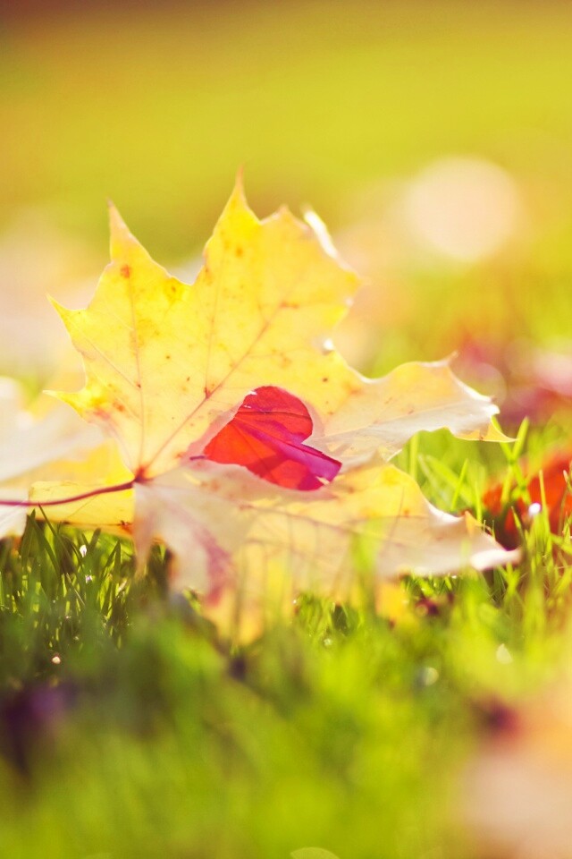 Листик в форме сердца обои