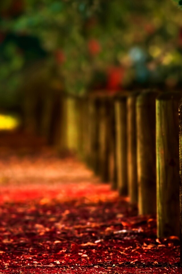 Аллея усеянная листвой обои