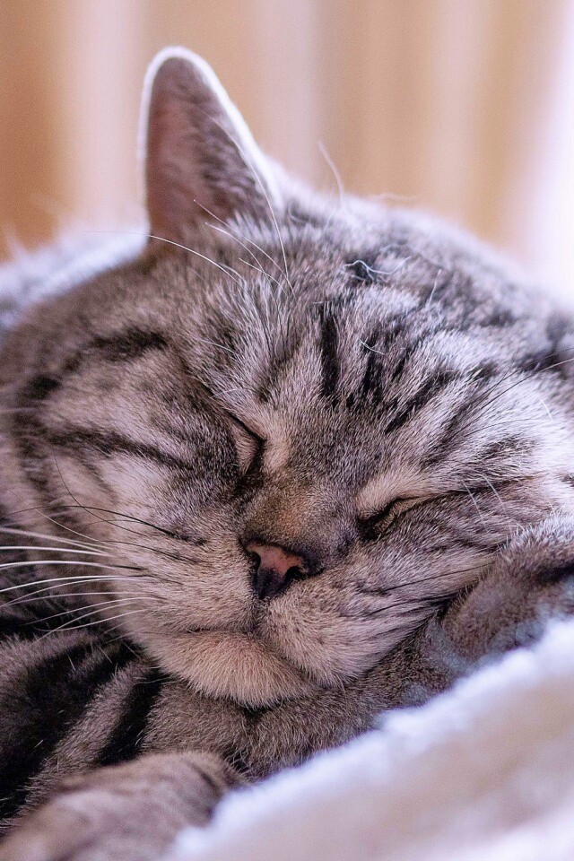 Спящий кошак обои