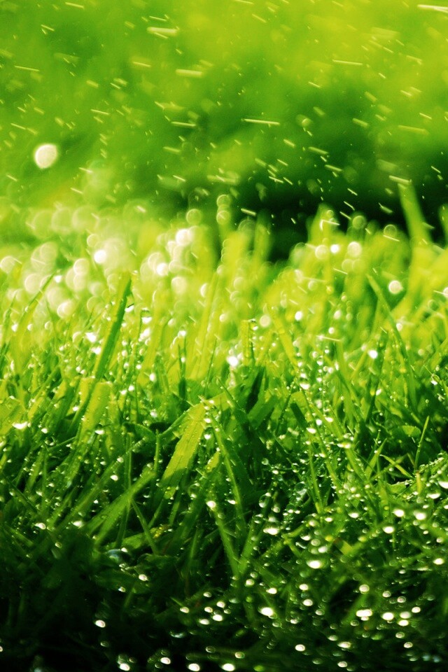 Роса на траве обои