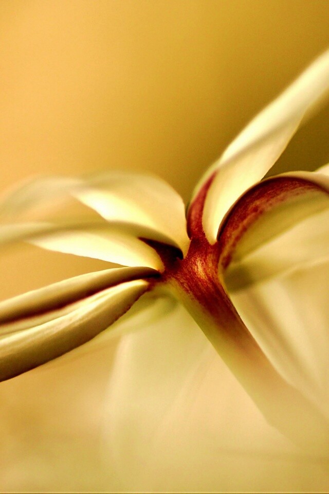 Цветок обои