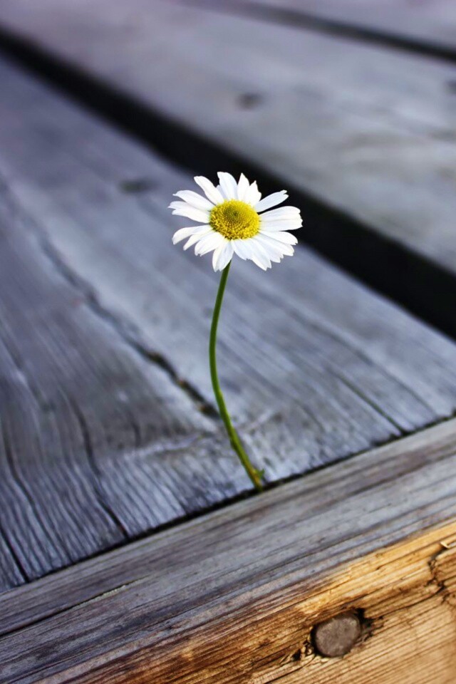 Жизнь среди смерти обои