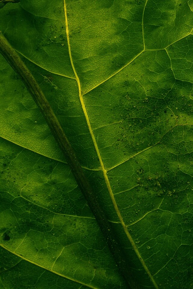 Макро зеленый лист обои