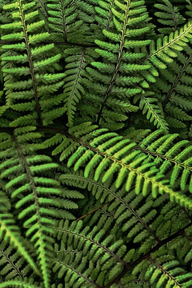 Папоротник обои