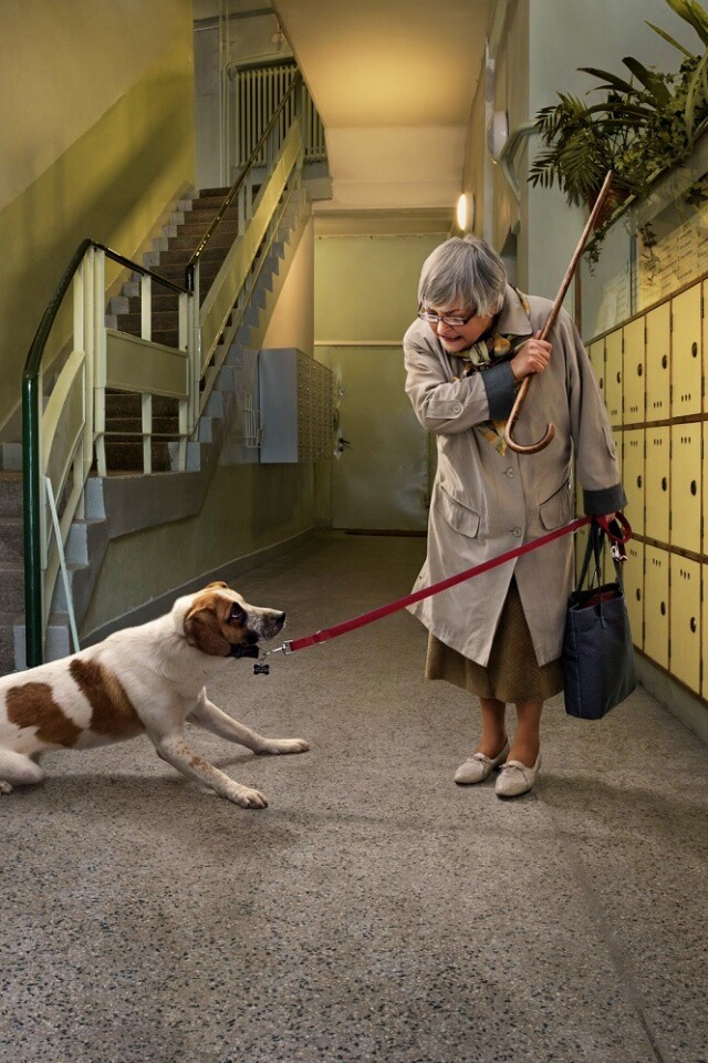 Непослушная собака обои