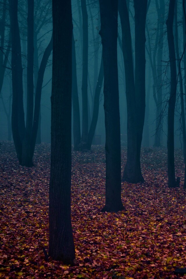 Таинственный лес обои