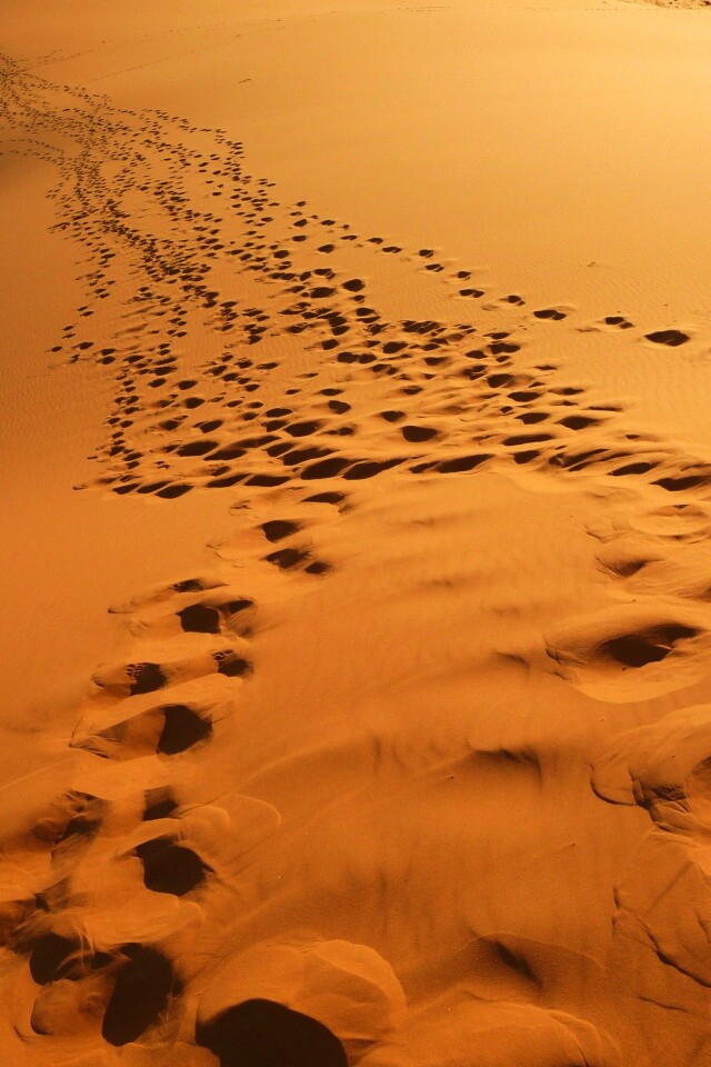 Следы в пустыне обои