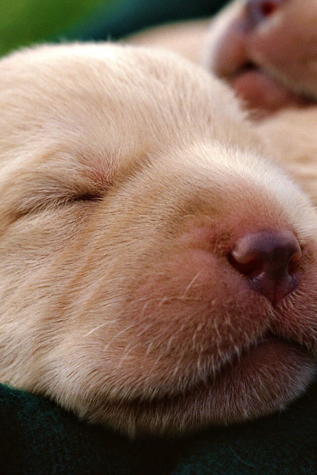 Мордочки симпатичных щенков обои