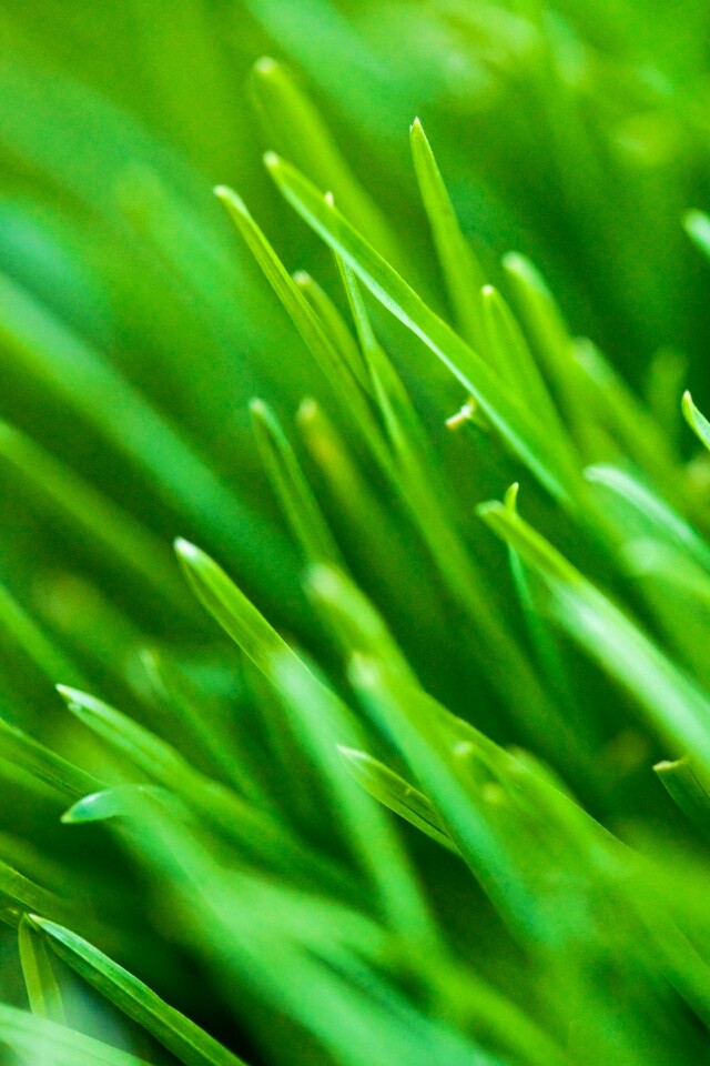 Зеленая свежая трава обои