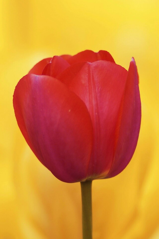 Красный тюльпан обои