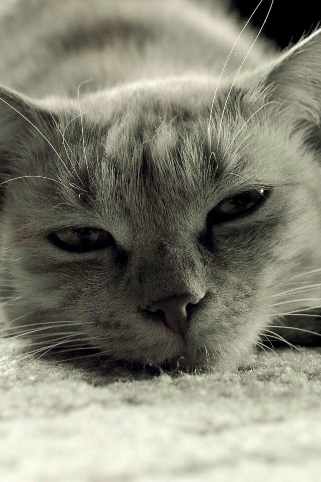 Кошара обои