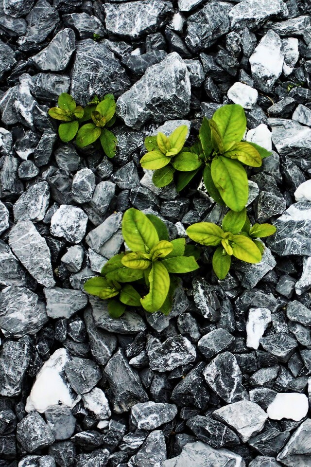 Цветы среди камней обои