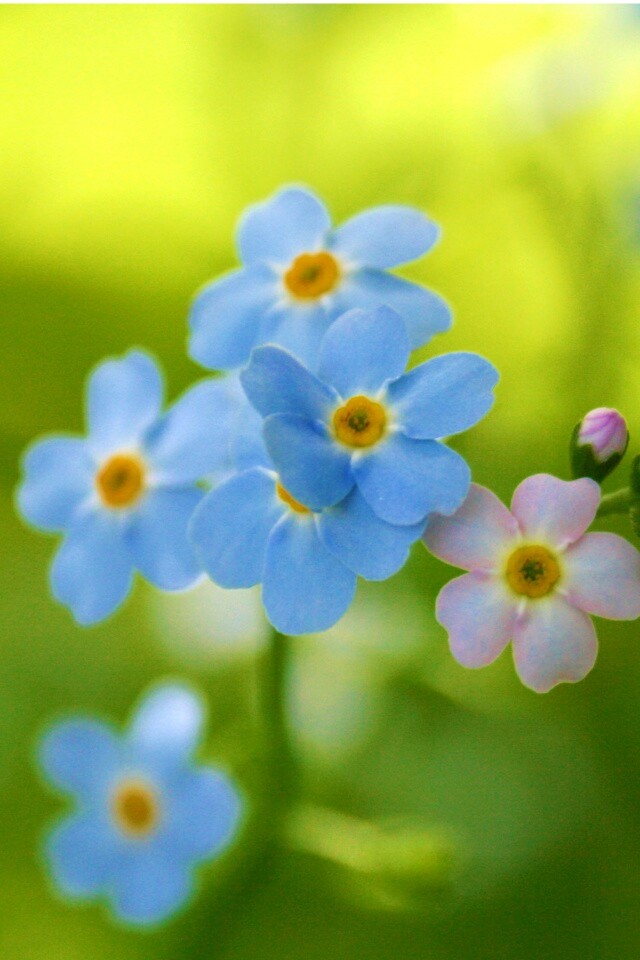 Обои цветов обои