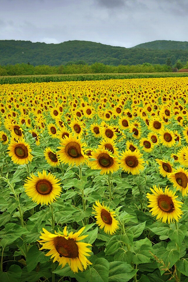 Живописное поле подсолнухов обои