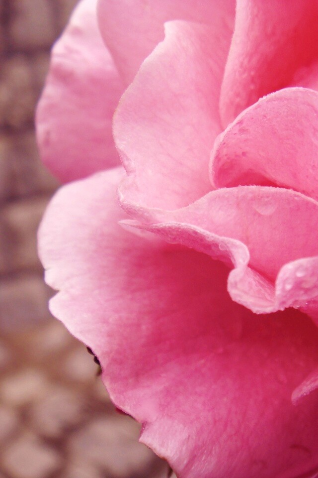 Уличная роза обои