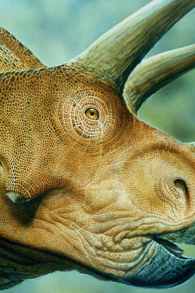 Трицератопс обои