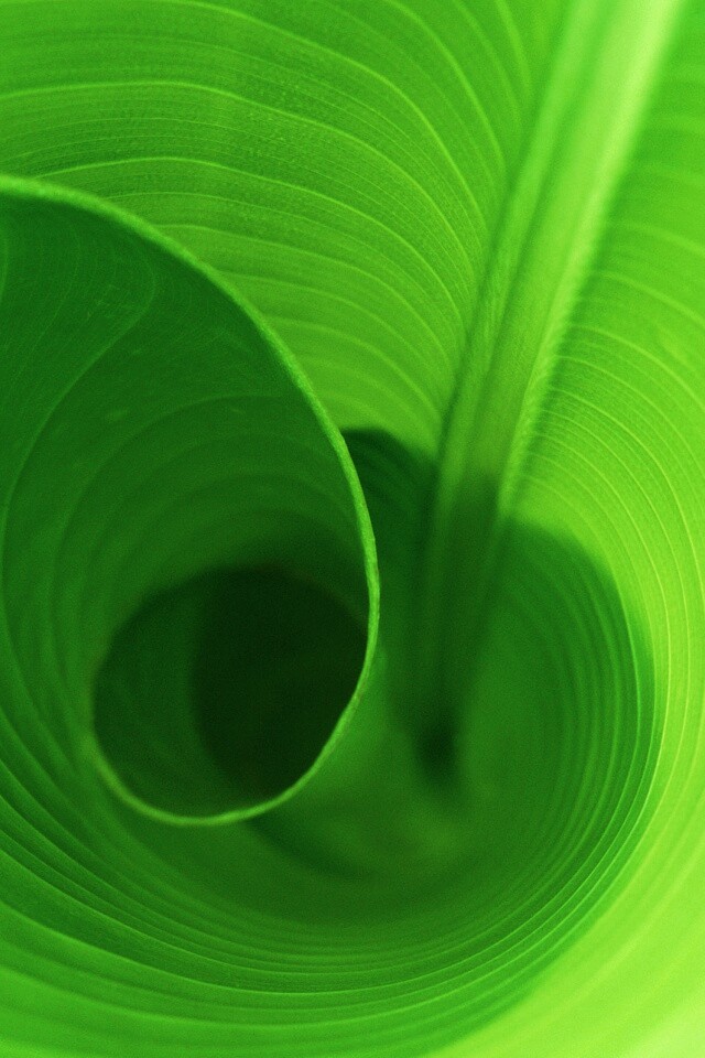 Зеленый лист трубочкой обои