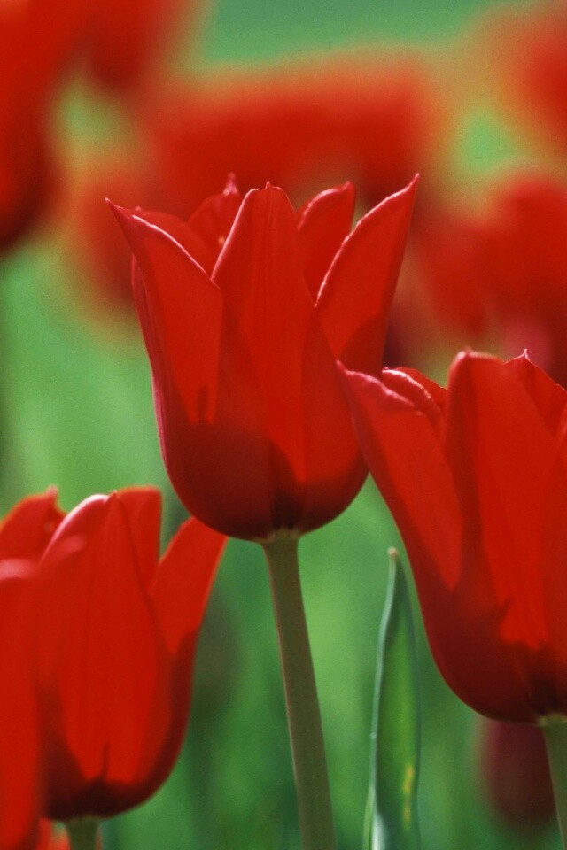 Красные цветы обои