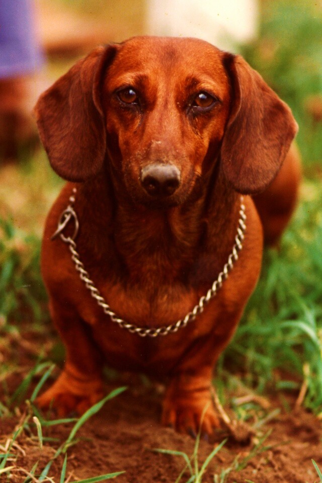 Рыжая такса обои