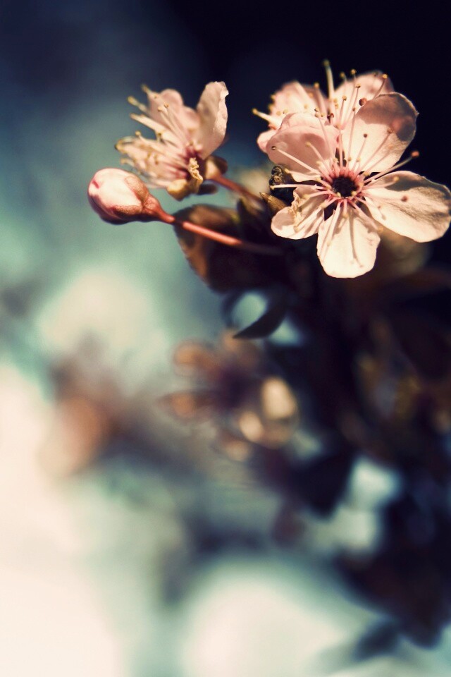 Цветок вишни обои