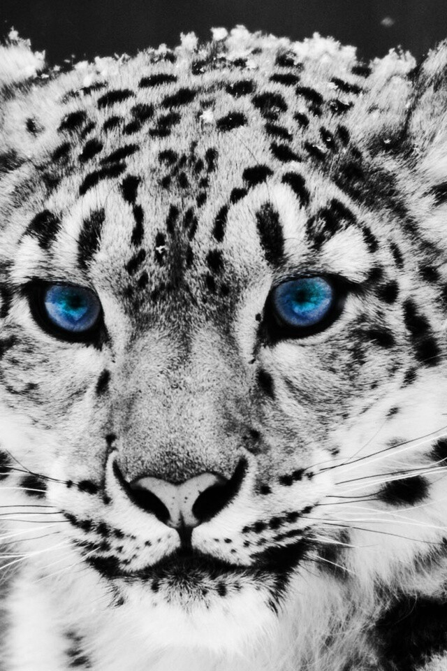 Снежный барс обои