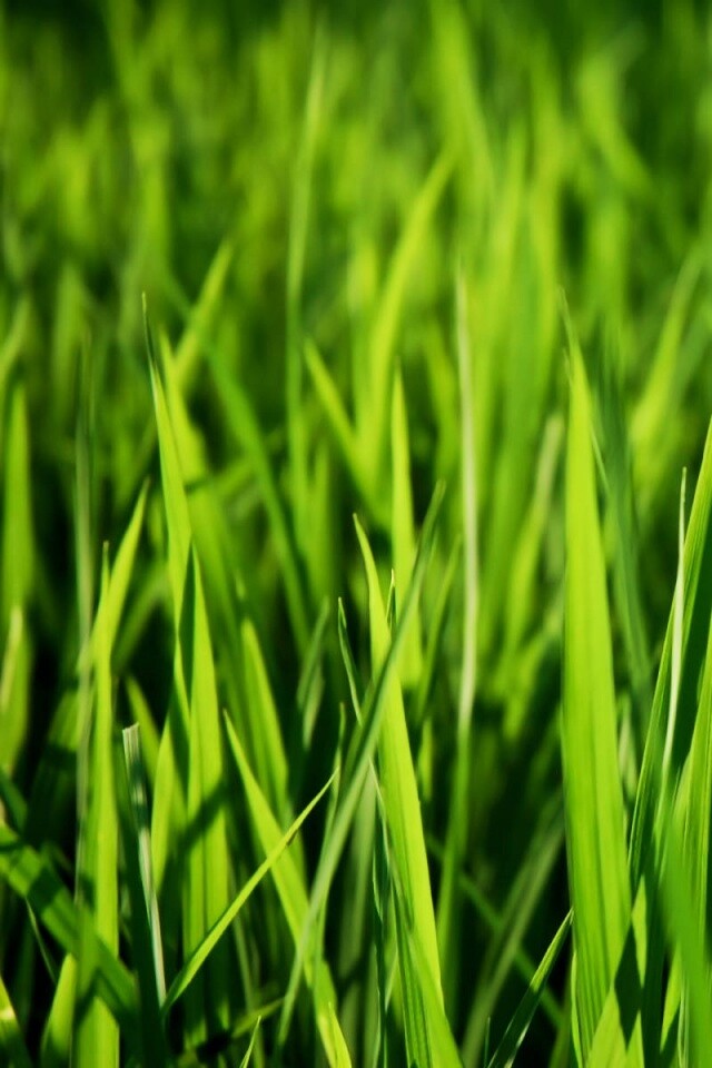 Яркая сочная трава обои