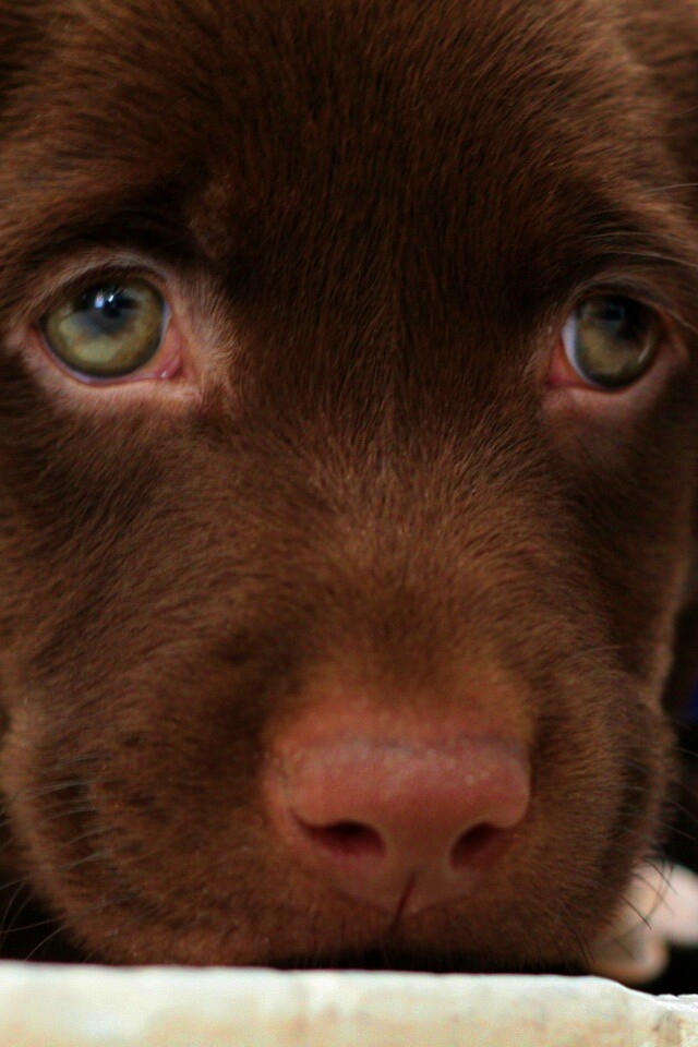 Пушистый шоколадка обои