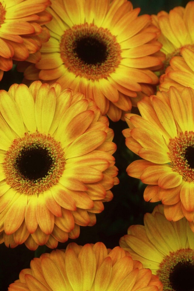 Желтые герберы обои