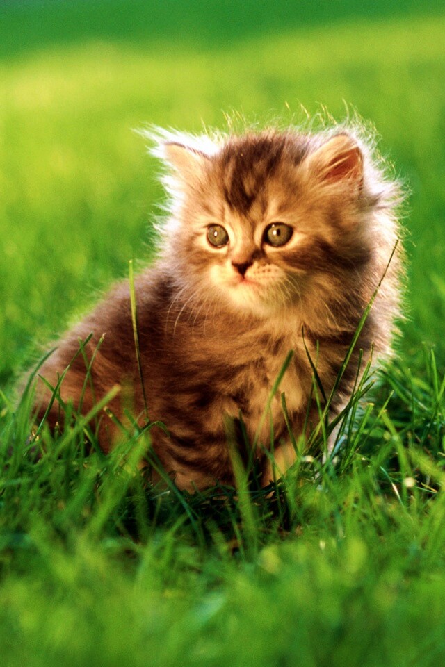 Пушистый котенок в траве обои