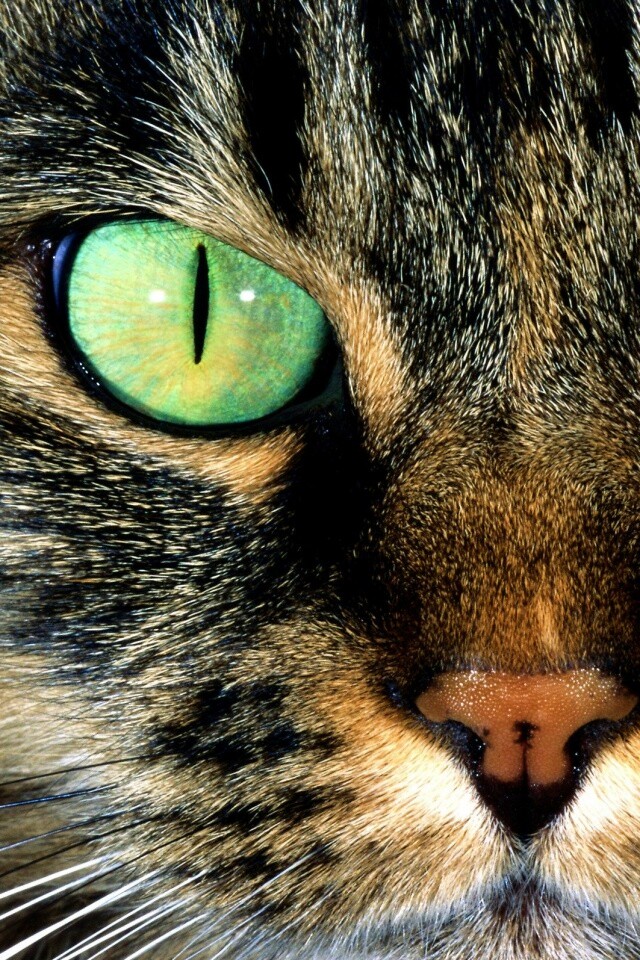Кошачья морда обои