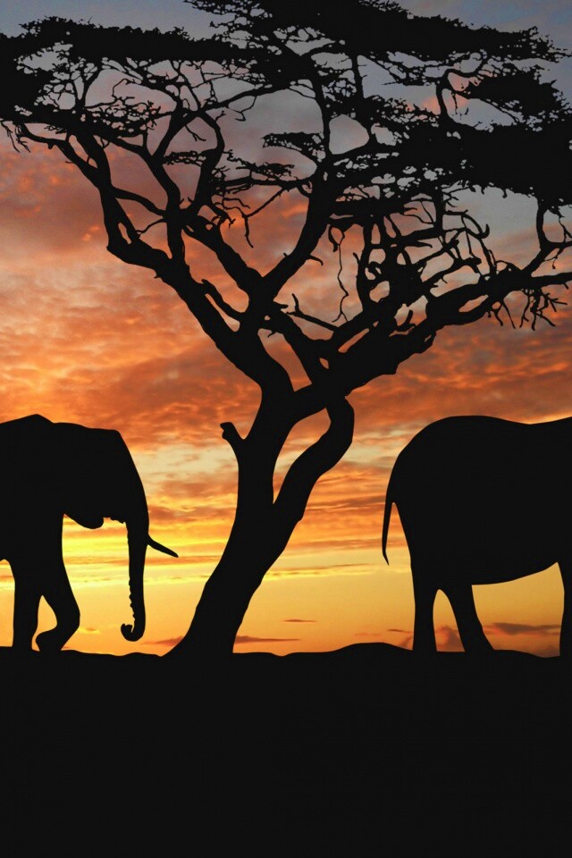 Силуэты слонов обои