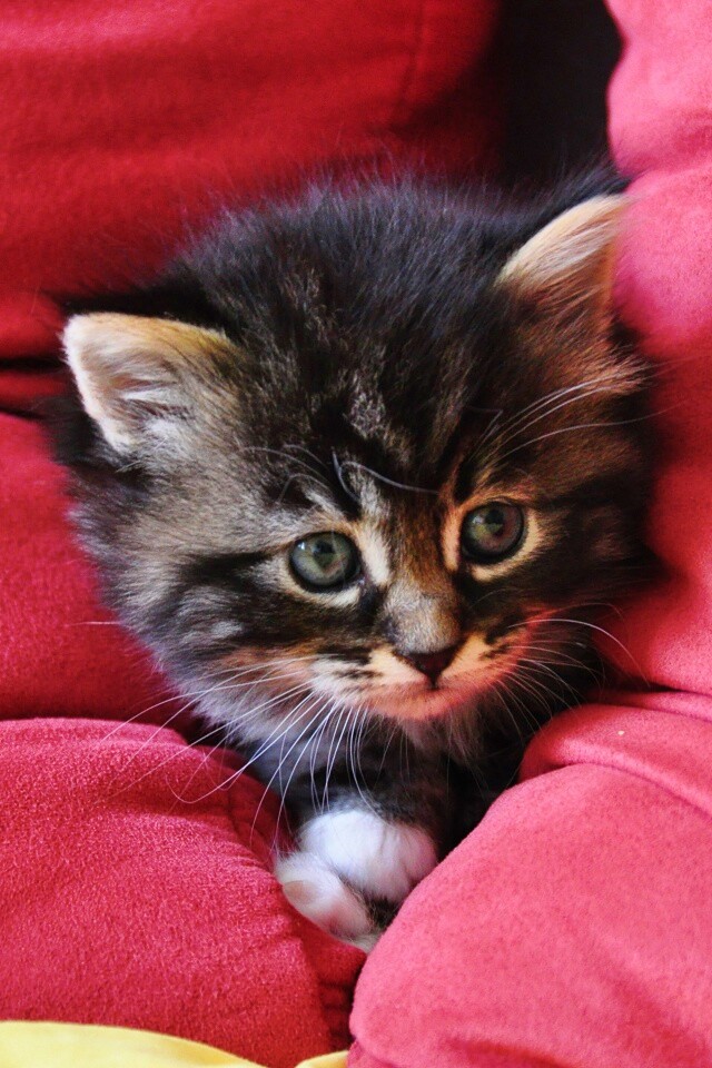 Котенок в подушках обои